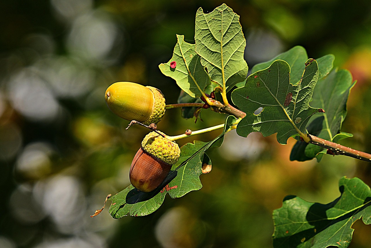 Acorns on a branch